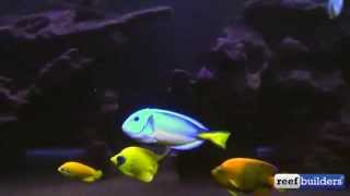 http://ReefBuilders.com is the source for all your reef aquarium news - the latest on exotic fish, rare corals and hot new aquarium 