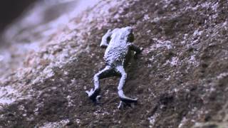 Pebble toad rollover - Nature's Greatest Dancers: Episode 2 Preview - BBC One