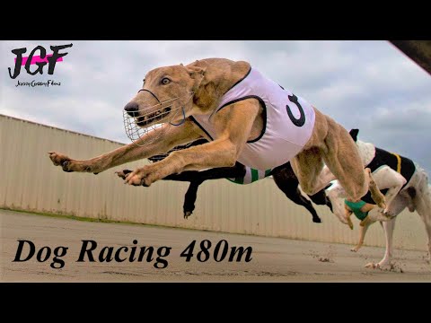 Greyhound racing 480m - Two track races