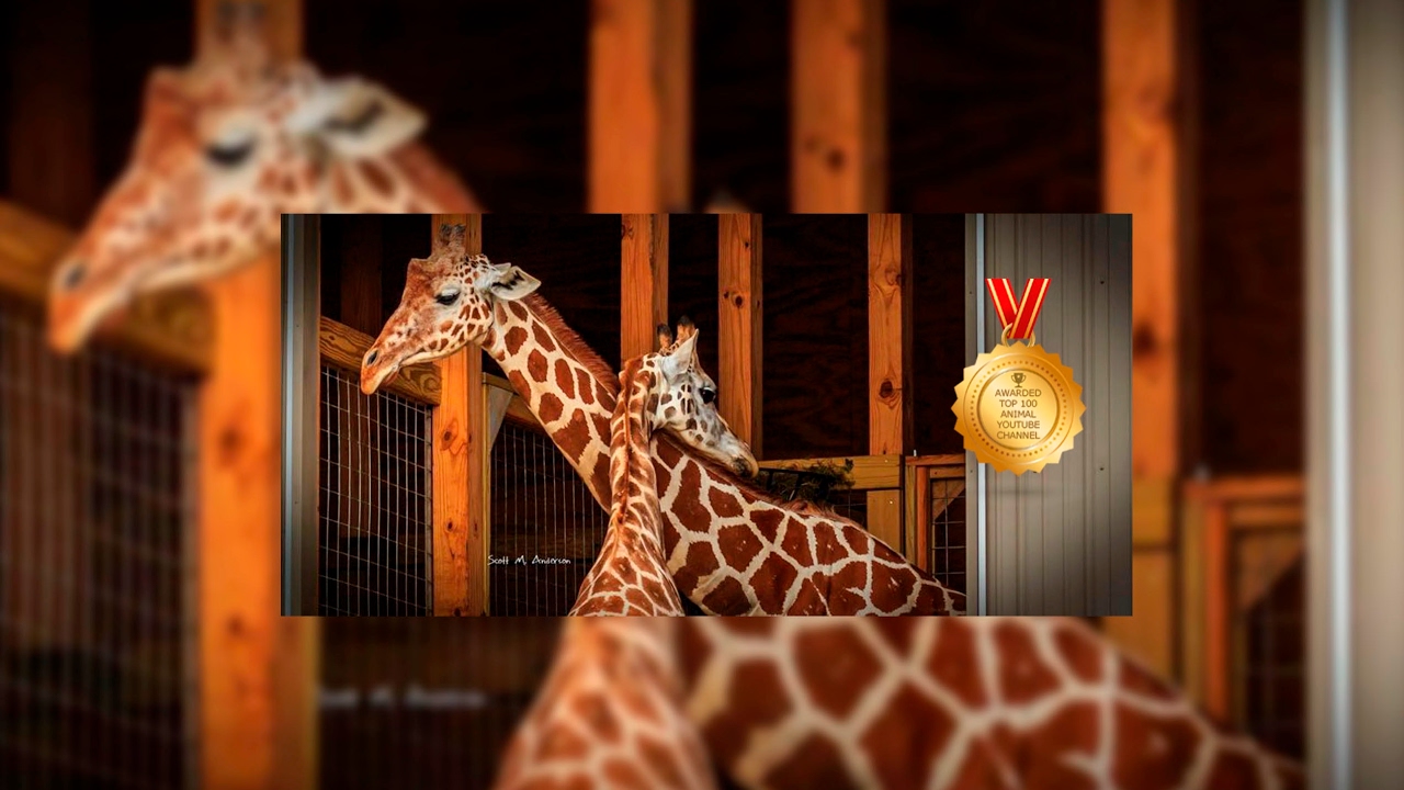 camera iphone 8 plus apk Giraffe Cam - Animal Adventure - April the Giraffe