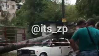 В центре Запорожья на автомобиль рухнул огромный тополь