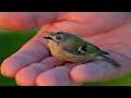 Top 10 Smallest Birds in the world| BEAUTY OF NATURE| 4K