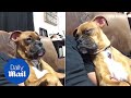 Sleepy dog tries to stay awake so he and owner can watch movie together  daily mail