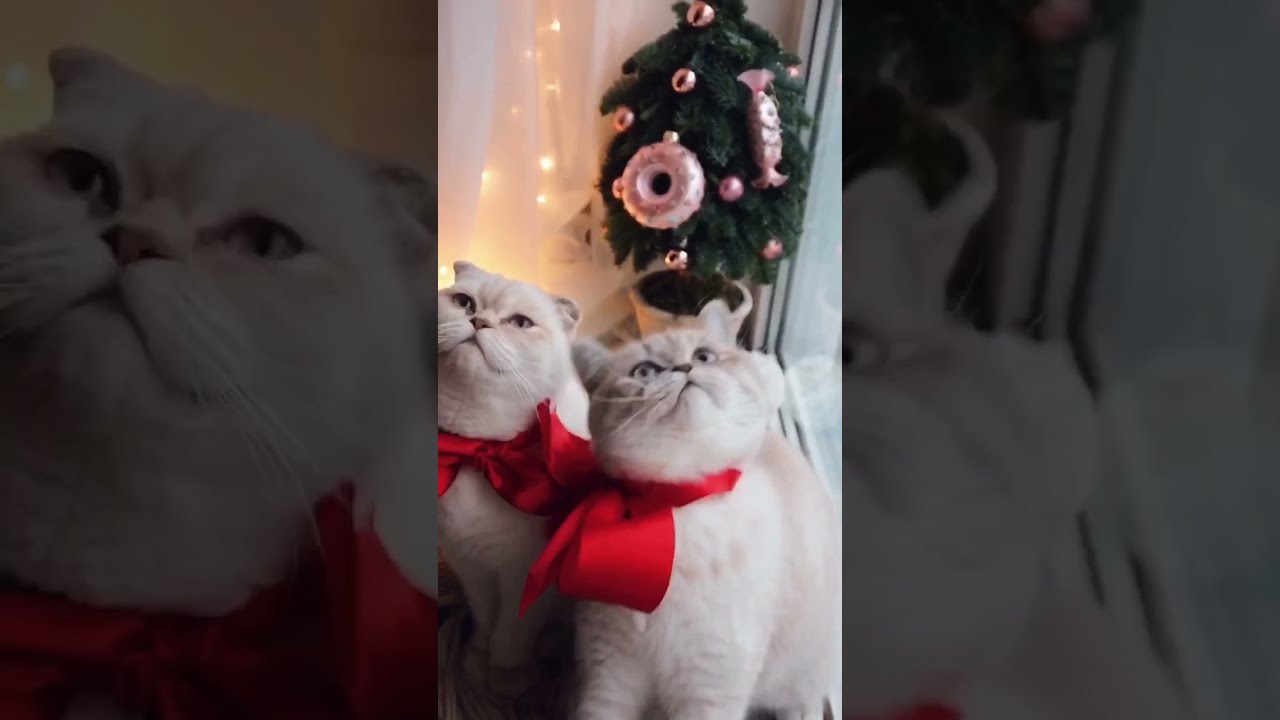 Ces Deux Chats Sont En Mode Jeux Chat Cat Funny Cute Shorts