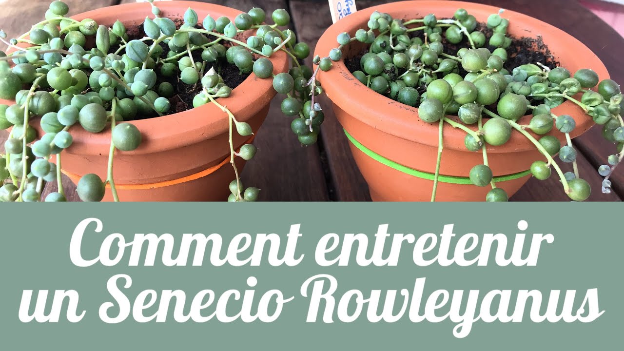 Comment entretenir la plante Senecio ?