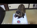 今年もやっぱりスイカを食べてるタヌキっ(Tanuki is eating a watermelon.part2)