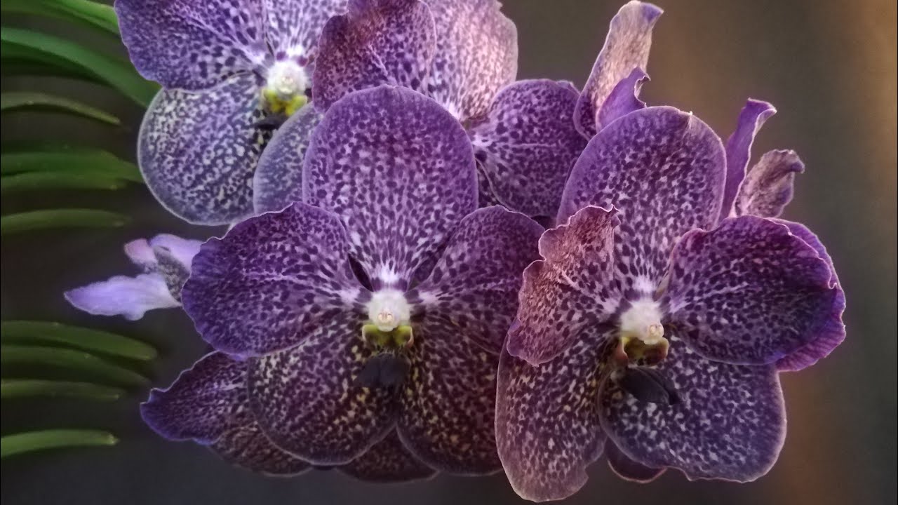 ¿Cómo cuidar y mantener Orquídeas Vanda en el interior de la casa Exitosamente?