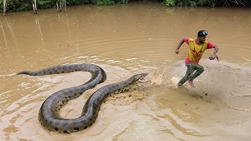 Python attack! Expedition team is swarmed by snakes