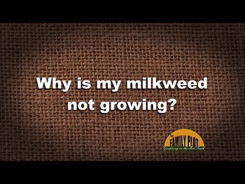 Wideo: Mój Milkweed nie zakwitnie: jak rozkwitnąć Milkweed