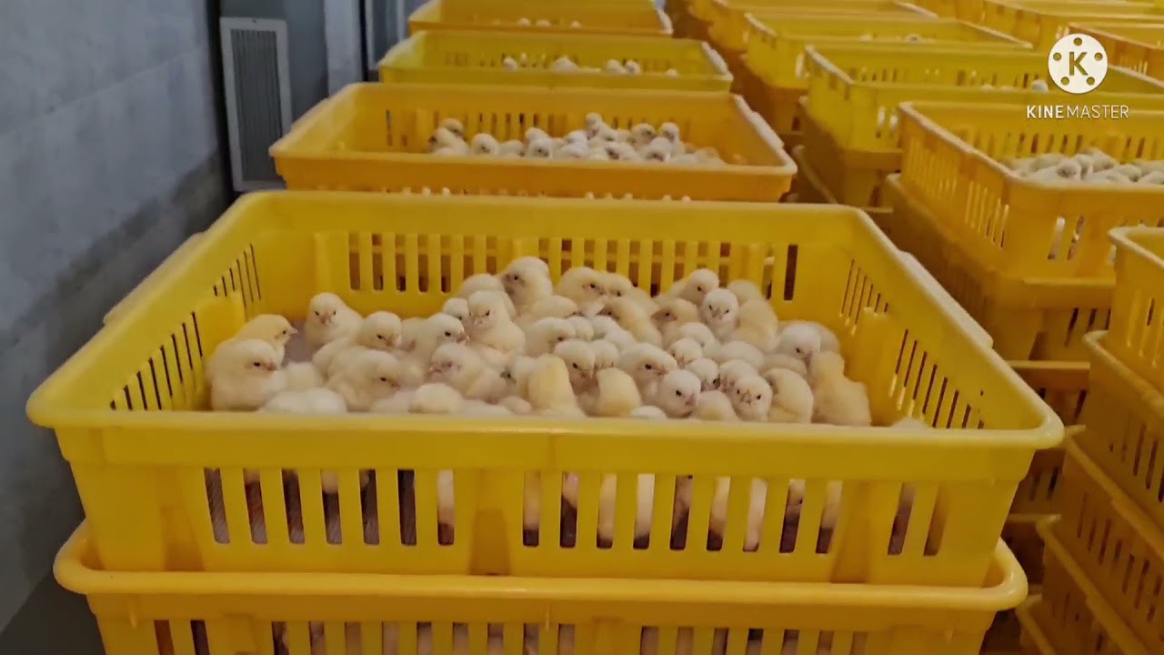 من داخل صالة الفرز  كتكوت القصبى عاش يا مصر💪💪🇪🇬🇪🇬