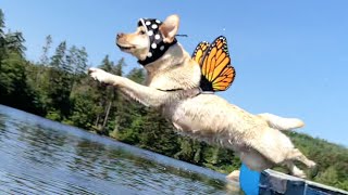 Stella and Mabel Rock the Dock by Dog Named Stella 6,887 views 6 months ago 1 minute, 26 seconds