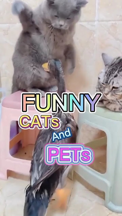 Funny Cats and Pets That Will Make You Laugh! 😂 Hilarious Animal Shorts Video