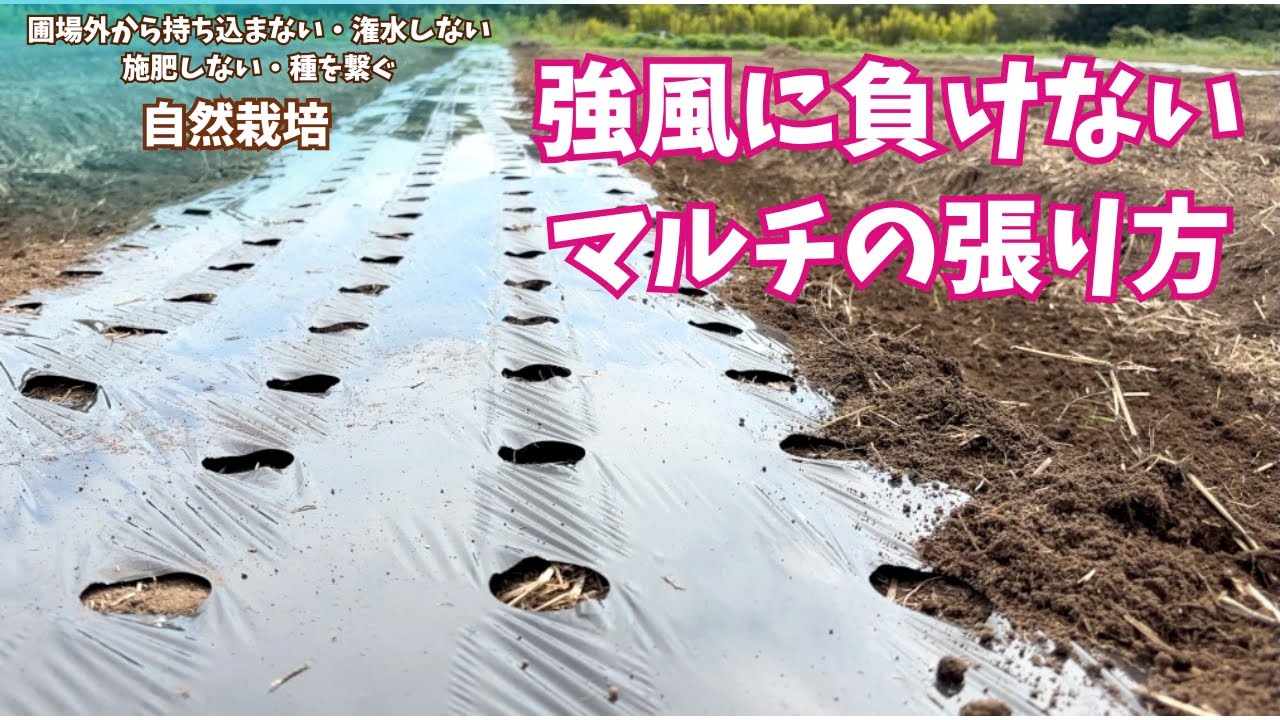 ◆4/25(土)削除◆　再出品ナシ Tips for growing plants without irrigation: Apply mulch while the