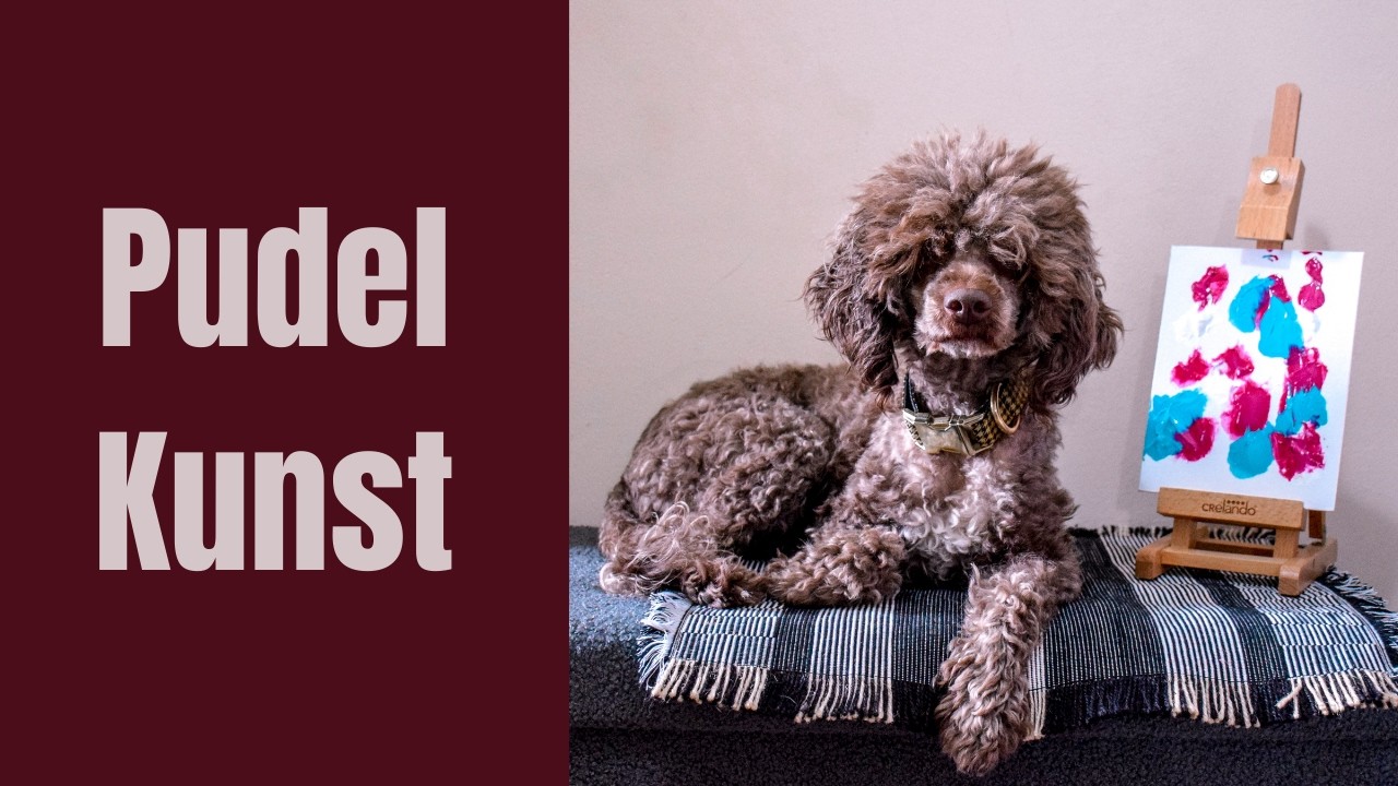 Mein Pudel als Künstler - Das erste Gemälde von Pudel Burberry - Pudel Burberry und ihr neues Hobby