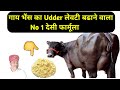        how to increase udder of cow buffalo in dairy farming