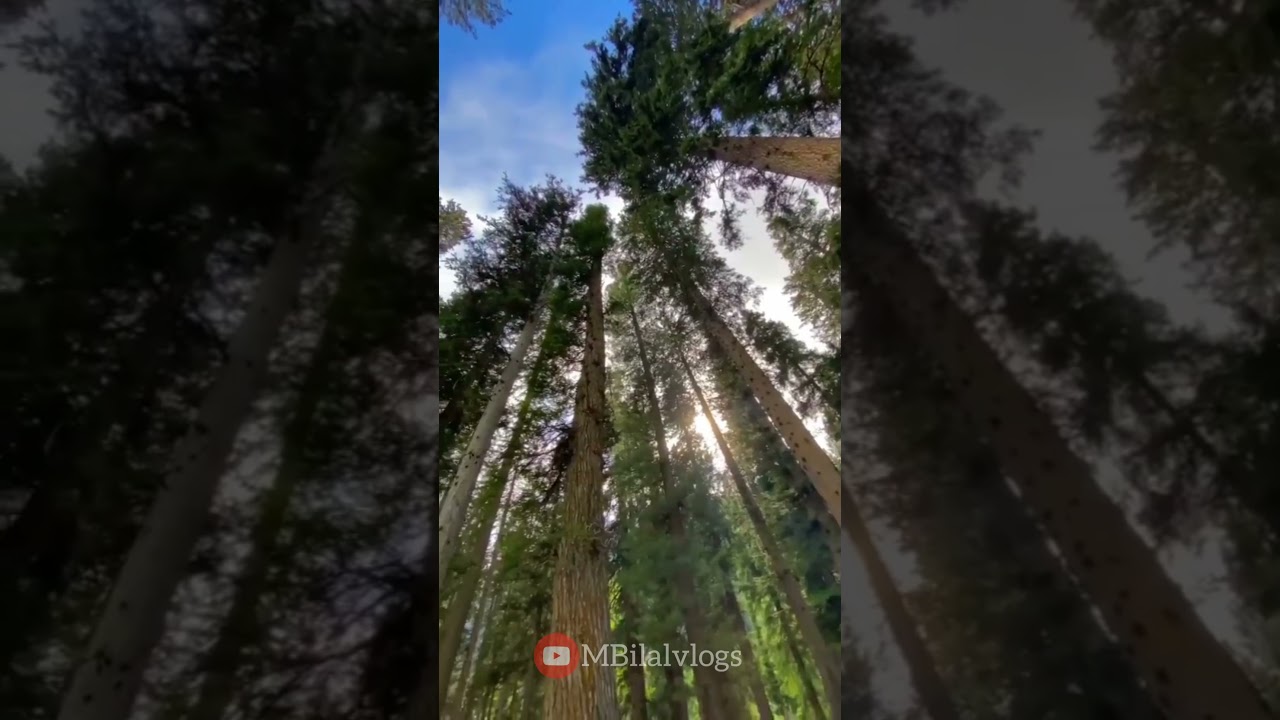 kumart valley || Beauty of kumart || Forest and River view Of kumart valley|| M Bilal vlogs| 