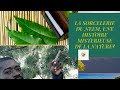 La sorcelerie du neem une histoire mysterieuse de la nature