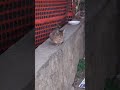 #cat il guardiano...