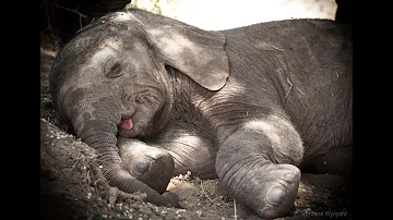 ¿Duermen tumbados los elefantes?