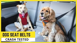7 Best Dog Seat Belts Crash TestedDog Car Harness to Keep Your Dog Safe