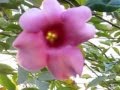 arbusto en flor