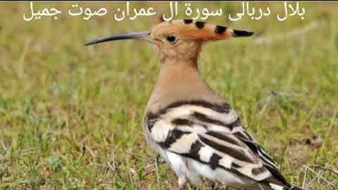 بلال دربالى سورة آل عمران بصوت روعة