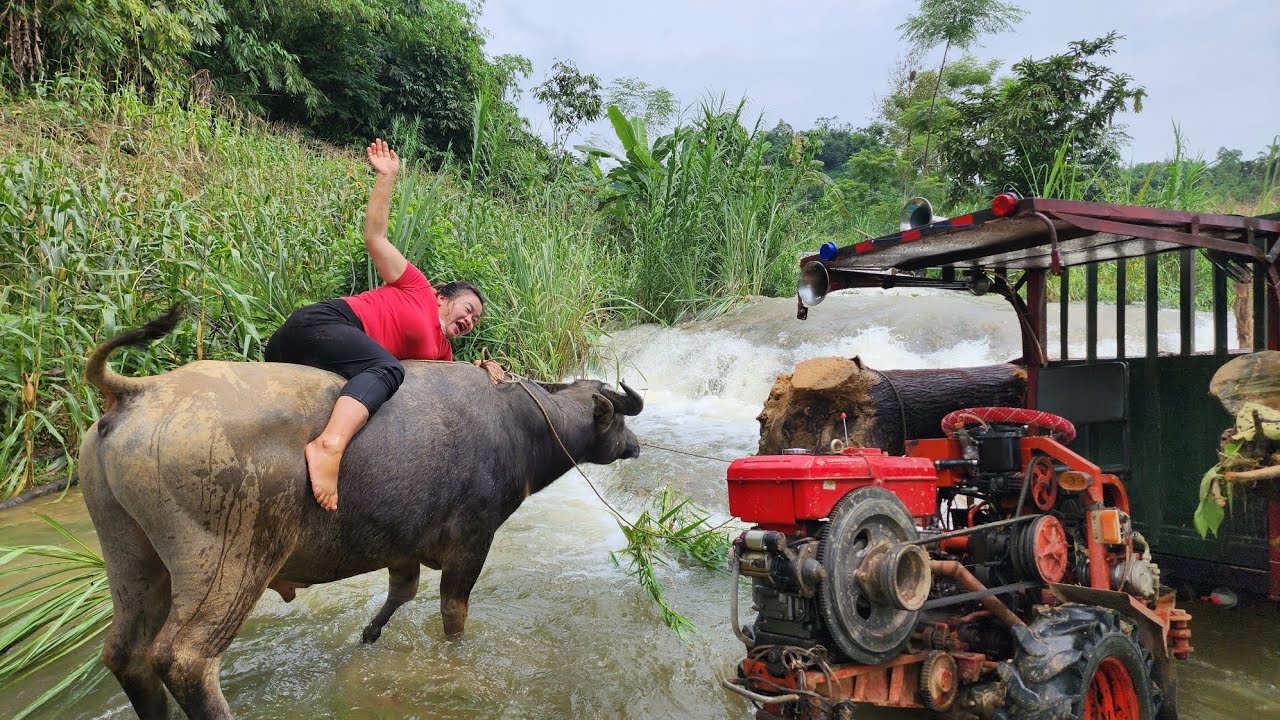 Agricultural vehicles transporting timber