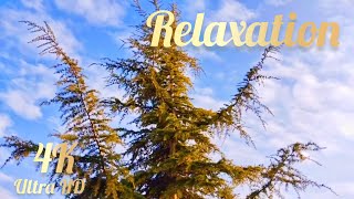 ?Nature 4K • Nature Relaxation Film • Peaceful Relaxing Music • 4K Video UltraHD