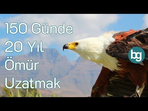 Video: Baykuşlar her gün yemek yer mi?