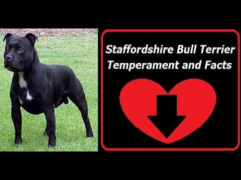english staffordshire bull terrier temperament