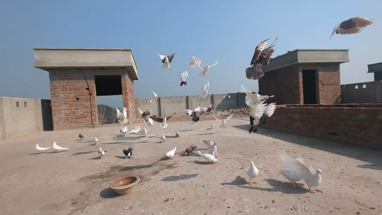 Complete Information About Pigeons | Types, Food & Benefits of Pigeon Keeping