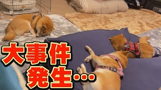 [Shiba Inu] Immediately after this, something incredible will happen...