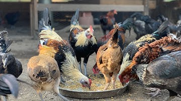 Beautiful Hmong Chickens - Hmoob Kev Pub Qaib