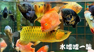 1151004 水噹噹一族