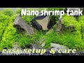 NANO AQUARIUM FOR BEAUTIFUL SHRIMP 🦐 EASY SETUP &amp; CARE | First time 💙