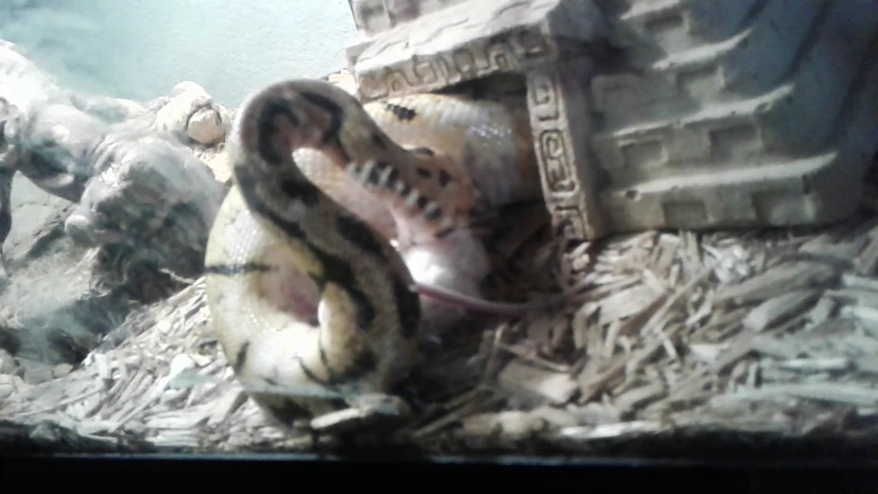 camera iphone 8 plus apk Snake eating mouse