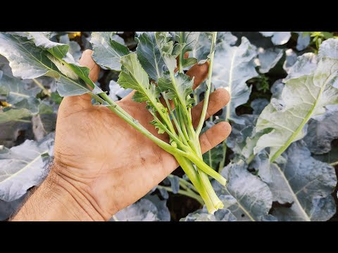 Video: Brokoli Yapraklarını Hasat Etme: Brokoli Yaprakları Ne İçin Kullanılabilir?