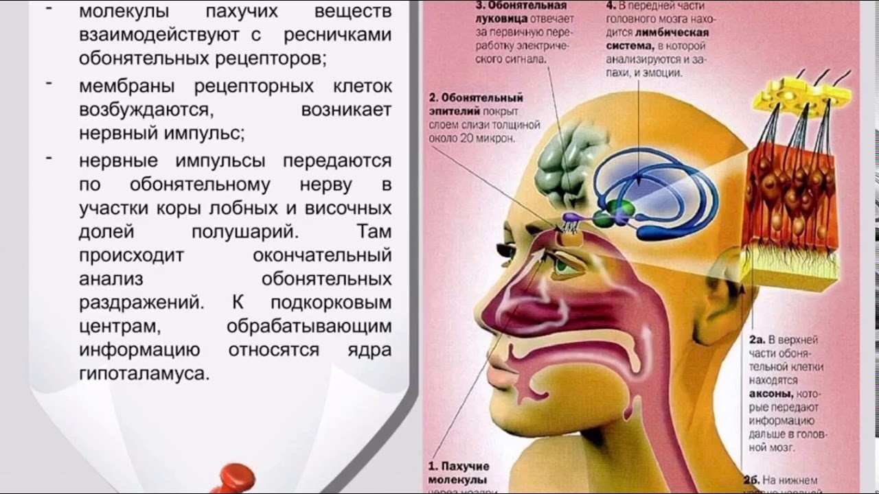 строение органа обоняния и обонятельного анализатора. механизм восприятия запахов. орган обоняния. орган обоняния воспринимает. обонятельный анализатор человека.