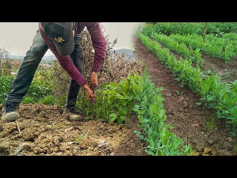 فيديو: زرع البازلاء: أفضل الأصناف ووصفها