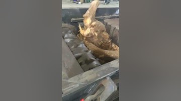 Biggest Single Shaft Crusher & Shredder Machine Fast Shredding Tree Root#shredder #recycle #crusher