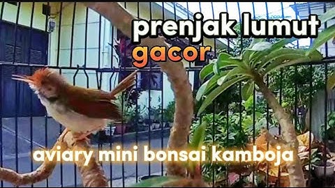 mini aviary dengan bonsai kamboja dan burung prenjak lumut