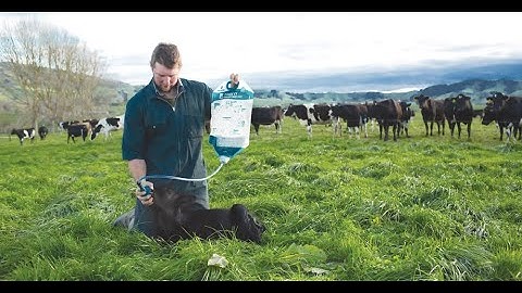 Trusti Colostrum Bag