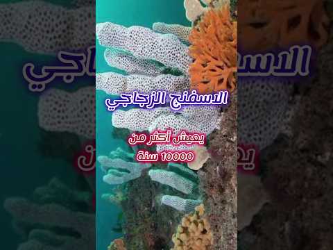 أطول الحيوانات عمرا لن تتخيل كم عمرها