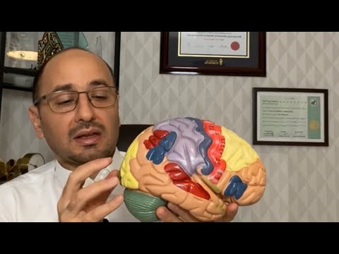 فيديو: أي هيكل هو جزء من الدماغ المتوسط؟