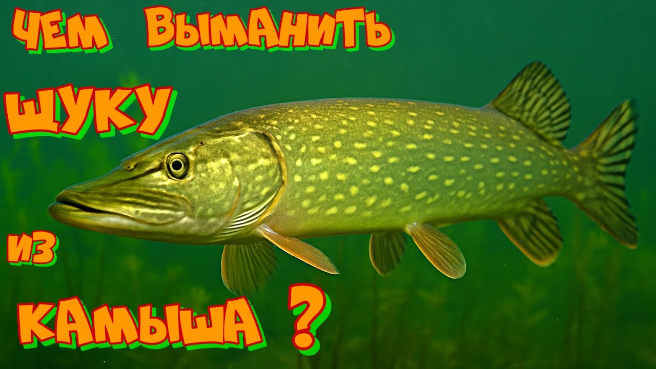 РЫБАЛКА на ЩУКУ в ЗАРОСЛЯХ КАМЫША ! Ловля ЩУКИ на СПИННИНГ в Декабре .