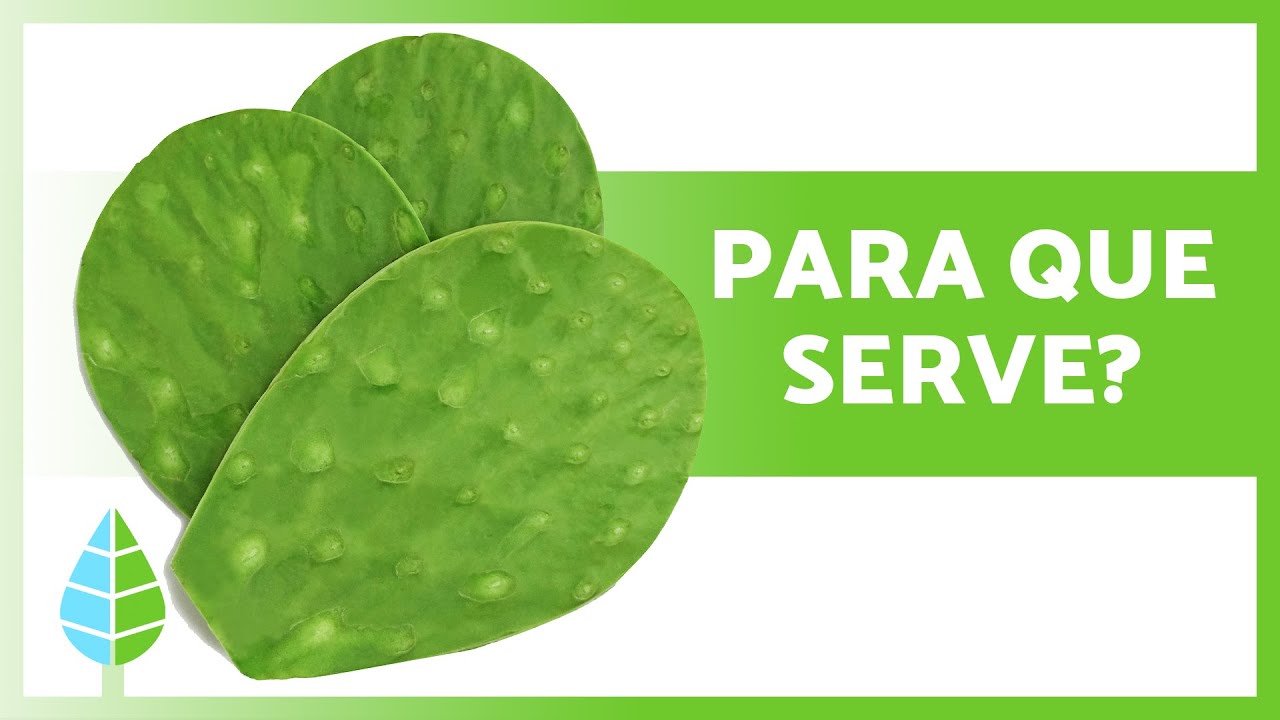 BENEFÍCIOS da FIGUEIRA-DA-ÍNDIA💚 (Propriedades, Usos e Como Tomar)