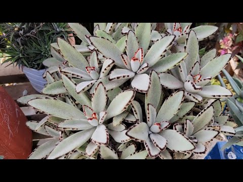 These succulents can be pruned now in fall and winter