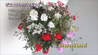 ゼラニウムのハンギング　Pelargonium Hanging Basket♪(2019.4.24作)