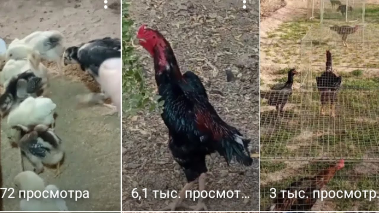 КАЛТАГИ ДАХШАТ ЭКАН 