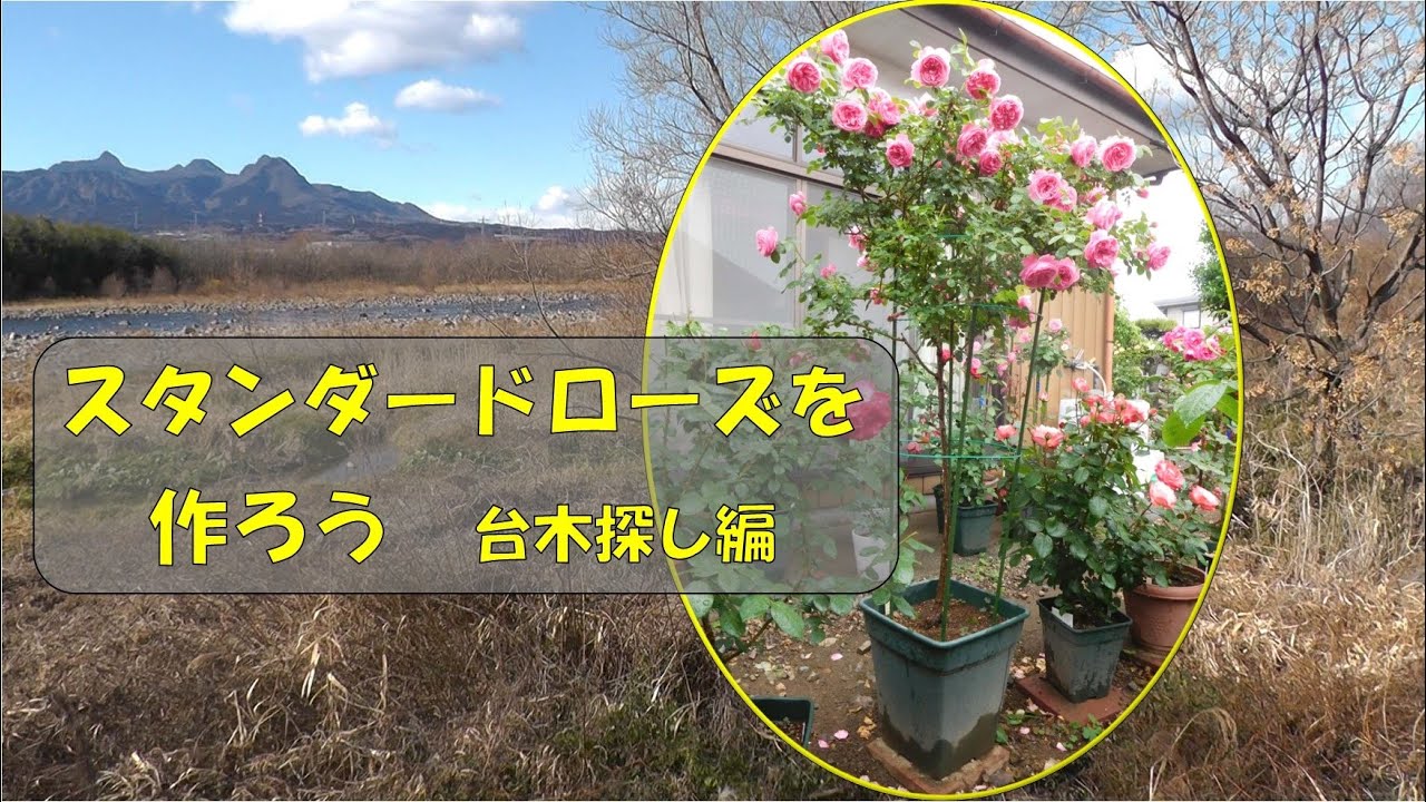 実は奥が深い！】バラの台木のお話 (._.) - YouTube